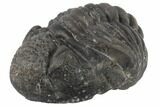 Bargain, Wide Enrolled Pedinopariops Trilobite #86549-2